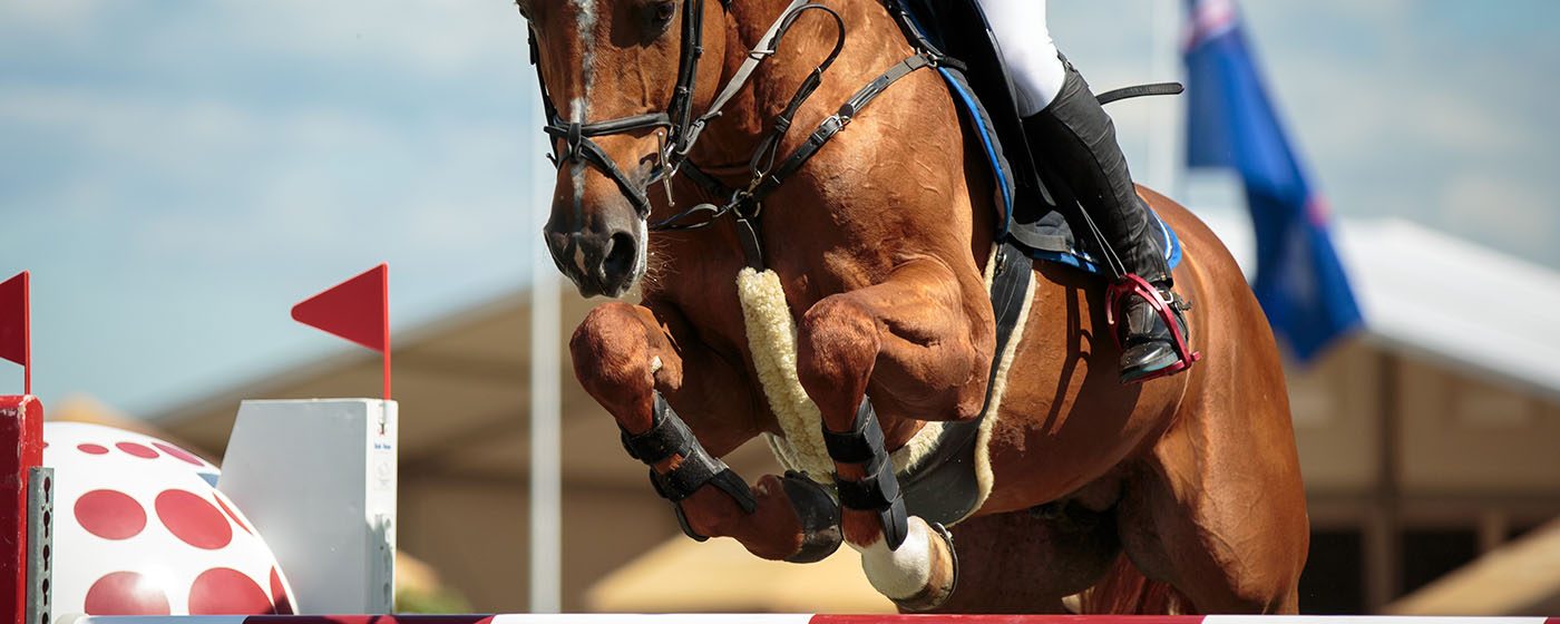 Reitsport – Pferdedecken und Reitsport-Textilien